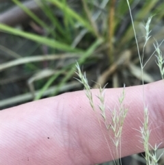 Lachnagrostis filiformis (Blown Grass) at O'Malley, ACT - 29 May 2021 by Tapirlord