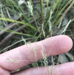 Lachnagrostis filiformis at O'Malley, ACT - 29 May 2021