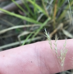 Lachnagrostis filiformis at O'Malley, ACT - 29 May 2021