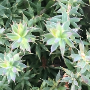 Astroloma humifusum at Garran, ACT - 29 May 2021