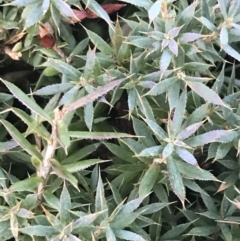 Styphelia humifusum at Garran, ACT - 29 May 2021