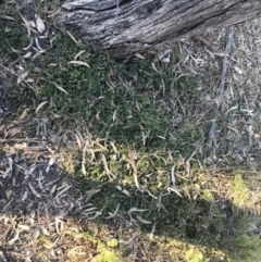 Styphelia humifusum at Garran, ACT - 29 May 2021 03:57 PM