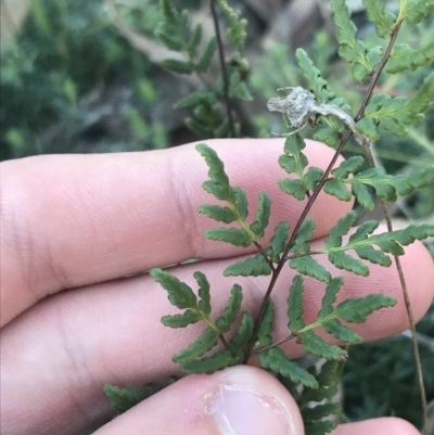 Cheilanthes sieberi subsp. sieberi (Mulga Rock Fern) at Garran, ACT - 29 May 2021 by Tapirlord