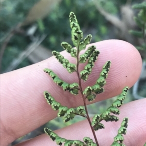 Cheilanthes sp. at Garran, ACT - 29 May 2021