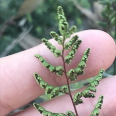 Cheilanthes sp. at Garran, ACT - 29 May 2021