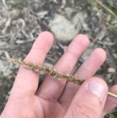 Carex appressa (Tall Sedge) at Garran, ACT - 29 May 2021 by Tapirlord