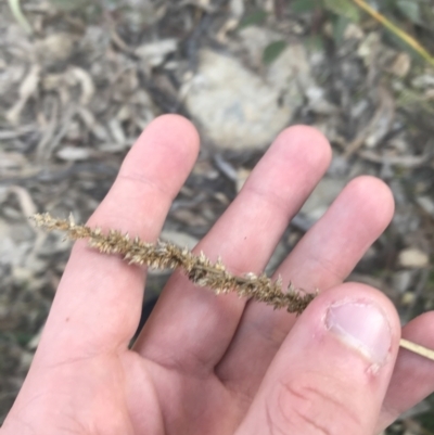Carex appressa (Tall Sedge) at Garran, ACT - 29 May 2021 by Tapirlord