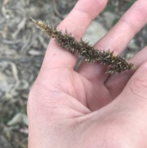 Carex appressa at Garran, ACT - 29 May 2021