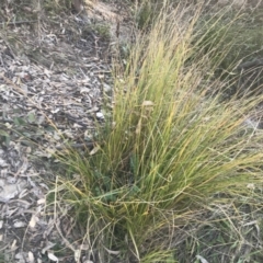 Carex appressa at Garran, ACT - 29 May 2021