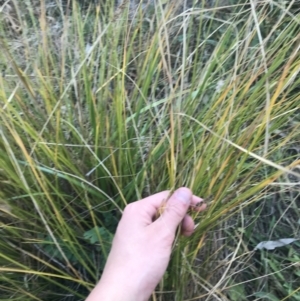 Carex appressa at Garran, ACT - 29 May 2021