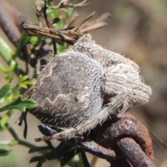 Araneinae (subfamily) (Orb weaver) at Conder, ACT - 30 Mar 2021 by MichaelBedingfield