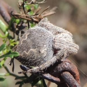 Araneinae (subfamily) at Conder, ACT - 30 Mar 2021 06:54 PM