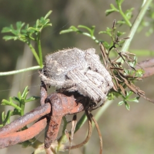 Araneinae (subfamily) at Conder, ACT - 30 Mar 2021