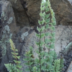 Cheilanthes distans (Bristly Cloak Fern) at Rob Roy Range - 30 Mar 2021 by michaelb