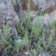 Cheilanthes distans at Conder, ACT - 30 Mar 2021 07:26 PM