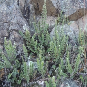 Cheilanthes distans at Conder, ACT - 30 Mar 2021