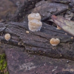 Nidula sp. (A bird's nest fungus) at Acton, ACT - 21 May 2021 by BarrieR
