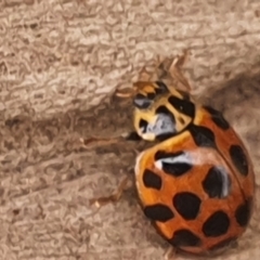 Harmonia conformis at Gundaroo, NSW - 4 Jun 2021