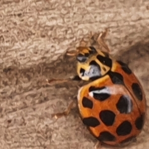 Harmonia conformis at Gundaroo, NSW - 4 Jun 2021