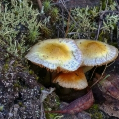 zz agaric (stem; gills not white/cream) at Black Mountain - 21 May 2021 by BarrieR