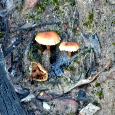 Unidentified Fungus at ANBG South Annex - 21 May 2021 by BarrieR