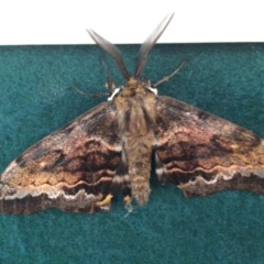 Chelepteryx collesi (White-stemmed Gum Moth) at Pambula, NSW - 3 Jun 2021 by elizabethgleeson
