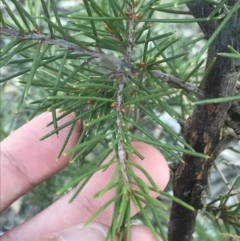 Hakea decurrens subsp. decurrens (Bushy Needlewood) at Mount Mugga Mugga - 29 May 2021 by Tapirlord