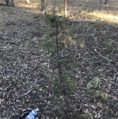 Hakea decurrens subsp. decurrens at Garran, ACT - 29 May 2021 04:06 PM