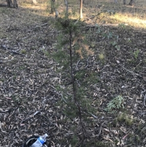 Hakea decurrens subsp. decurrens at Garran, ACT - 29 May 2021 04:06 PM