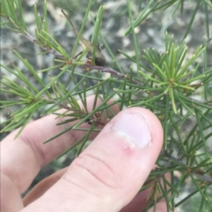 Hakea decurrens subsp. decurrens at Garran, ACT - 29 May 2021 04:06 PM