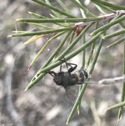 Entomophthora sp. (genus) (Puppeteer Fungus) at Mount Mugga Mugga - 29 May 2021 by Tapirlord