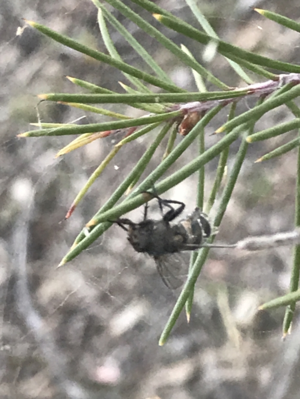 Entomophthora sp. (genus) at Garran, ACT - 29 May 2021