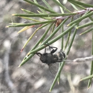 Entomophthora sp. (genus) at Garran, ACT - 29 May 2021