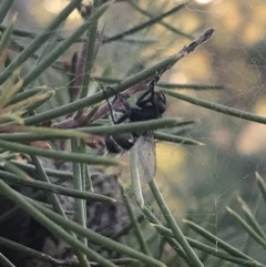 Entomophthora sp. (genus) at Garran, ACT - 29 May 2021