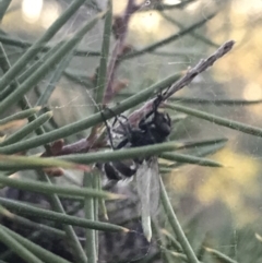 Entomophthora sp. (genus) at Garran, ACT - 29 May 2021