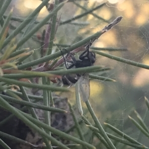 Entomophthora sp. (genus) at Garran, ACT - 29 May 2021 04:07 PM