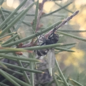 Entomophthora sp. (genus) at Garran, ACT - 29 May 2021