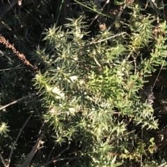 Melichrus urceolatus at O'Malley, ACT - 29 May 2021 04:09 PM