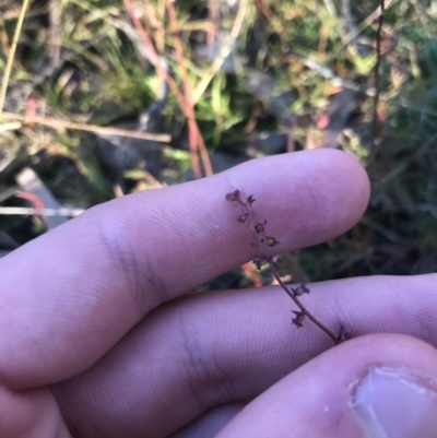 Haloragis heterophylla (Variable Raspwort) at O'Malley, ACT - 29 May 2021 by Tapirlord