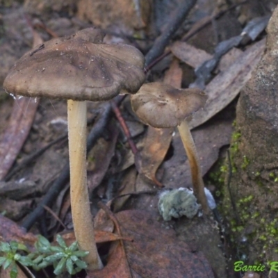 Oudemansiella gigaspora group (Rooting Shank) at Acton, ACT - 21 May 2021 by BarrieR