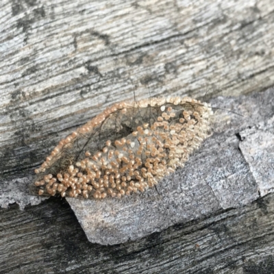 Anestia (genus) (A tiger moth) at Bruce Ridge - 25 Mar 2021 by Jiggy