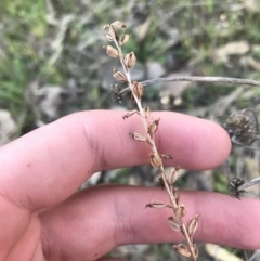 Microtis sp. (Onion Orchid) at O'Malley, ACT - 29 May 2021 by Tapirlord