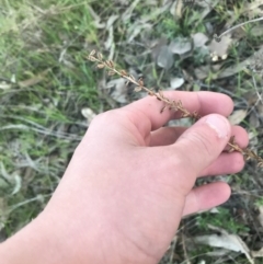 Microtis (genus) at O'Malley, ACT - suppressed