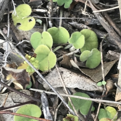 Dichondra repens (Kidney Weed) at O'Malley, ACT - 29 May 2021 by Tapirlord