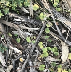 Dichondra repens at O'Malley, ACT - 29 May 2021 04:19 PM