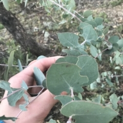 Eucalyptus bridgesiana (Apple Box) at O'Malley, ACT - 29 May 2021 by Tapirlord