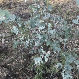 Eucalyptus bridgesiana at O'Malley, ACT - 29 May 2021 04:21 PM