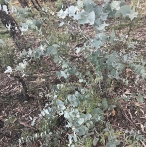 Eucalyptus bridgesiana at O'Malley, ACT - 29 May 2021 04:21 PM