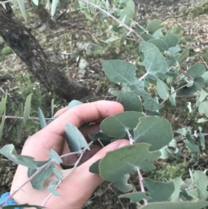 Eucalyptus bridgesiana at O'Malley, ACT - 29 May 2021 04:21 PM