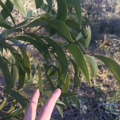 Acacia implexa (Hickory Wattle, Lightwood) at Mount Mugga Mugga - 29 May 2021 by Tapirlord